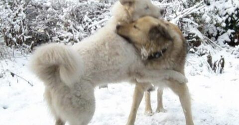 Pamcuk & Luna toben im Schnee